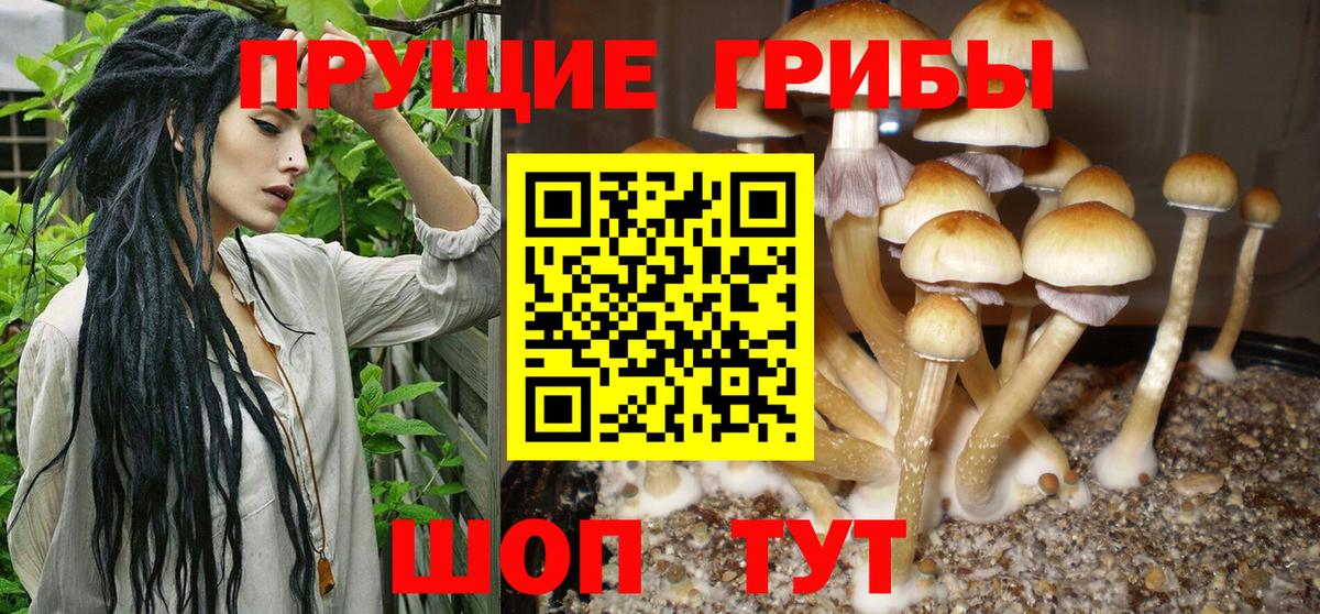 Тимашёвск  Псилоцибиновые грибы прущие грибы  Вход с VPN 